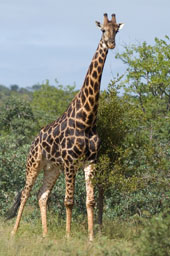 Girafe mâle